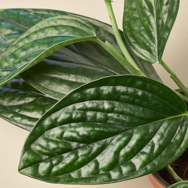 Monstera &