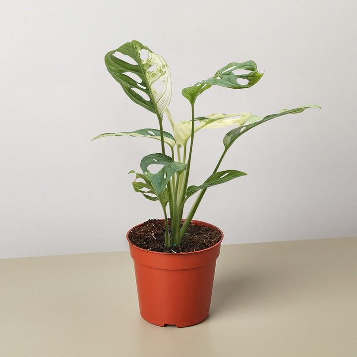 Monstera Adansonii &