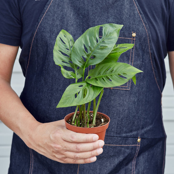 Monstera Adansonii &
