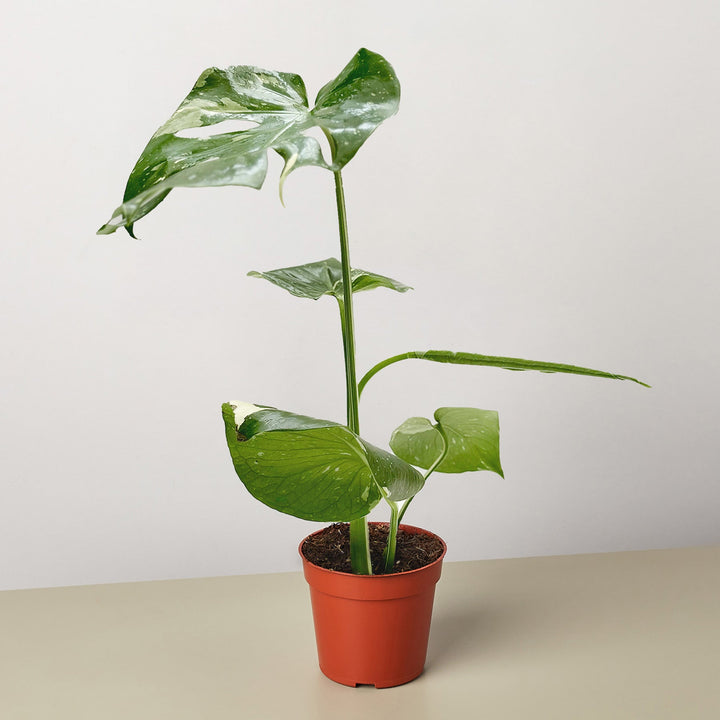 Monstera &