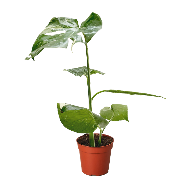 Monstera &