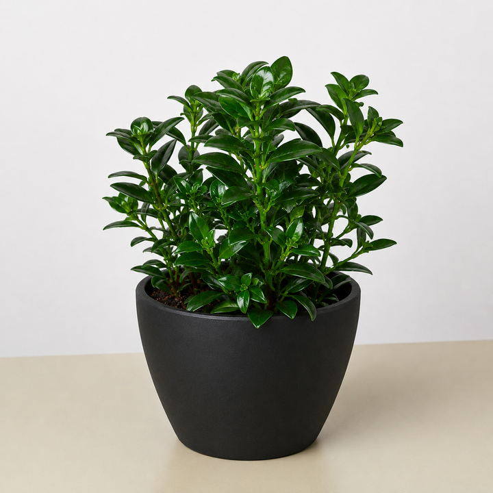 Nematanthus Candy Corn Plant &