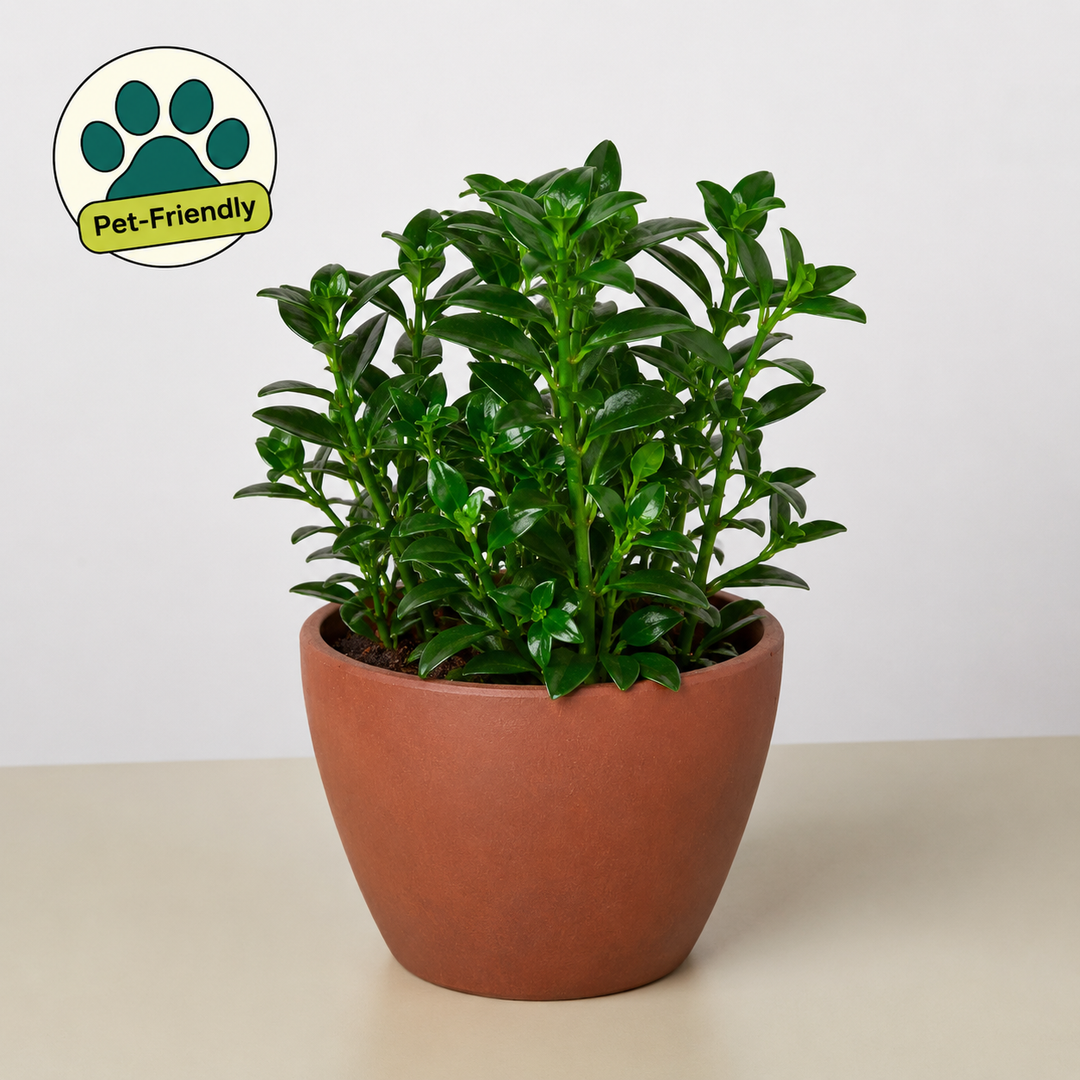 Nematanthus Candy Corn Plant &