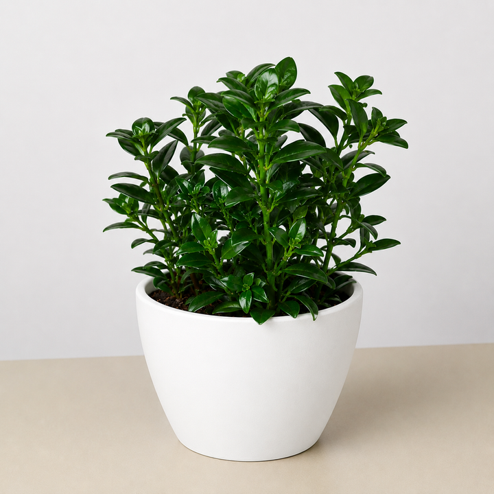 Nematanthus Candy Corn Plant &