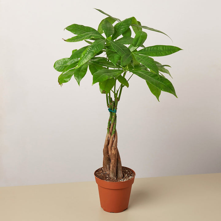 Money Tree &