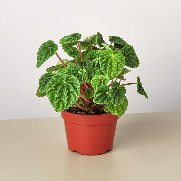 Peperomia &