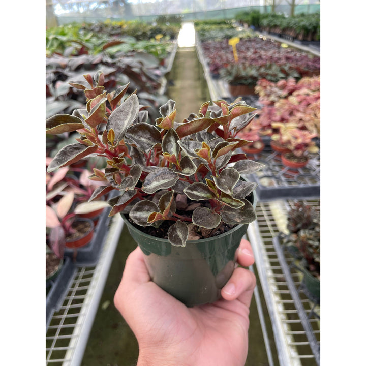 Peperomia &