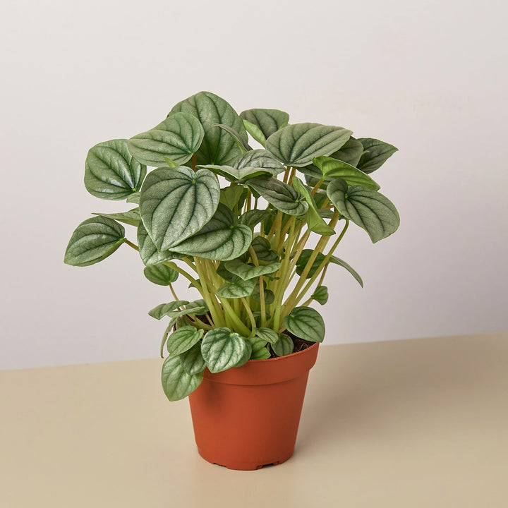 Peperomia &