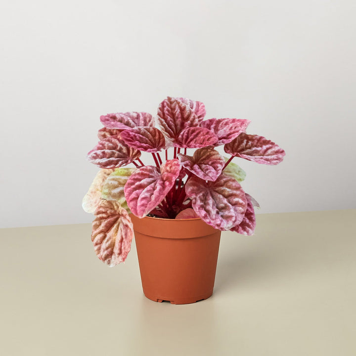 Peperomia &