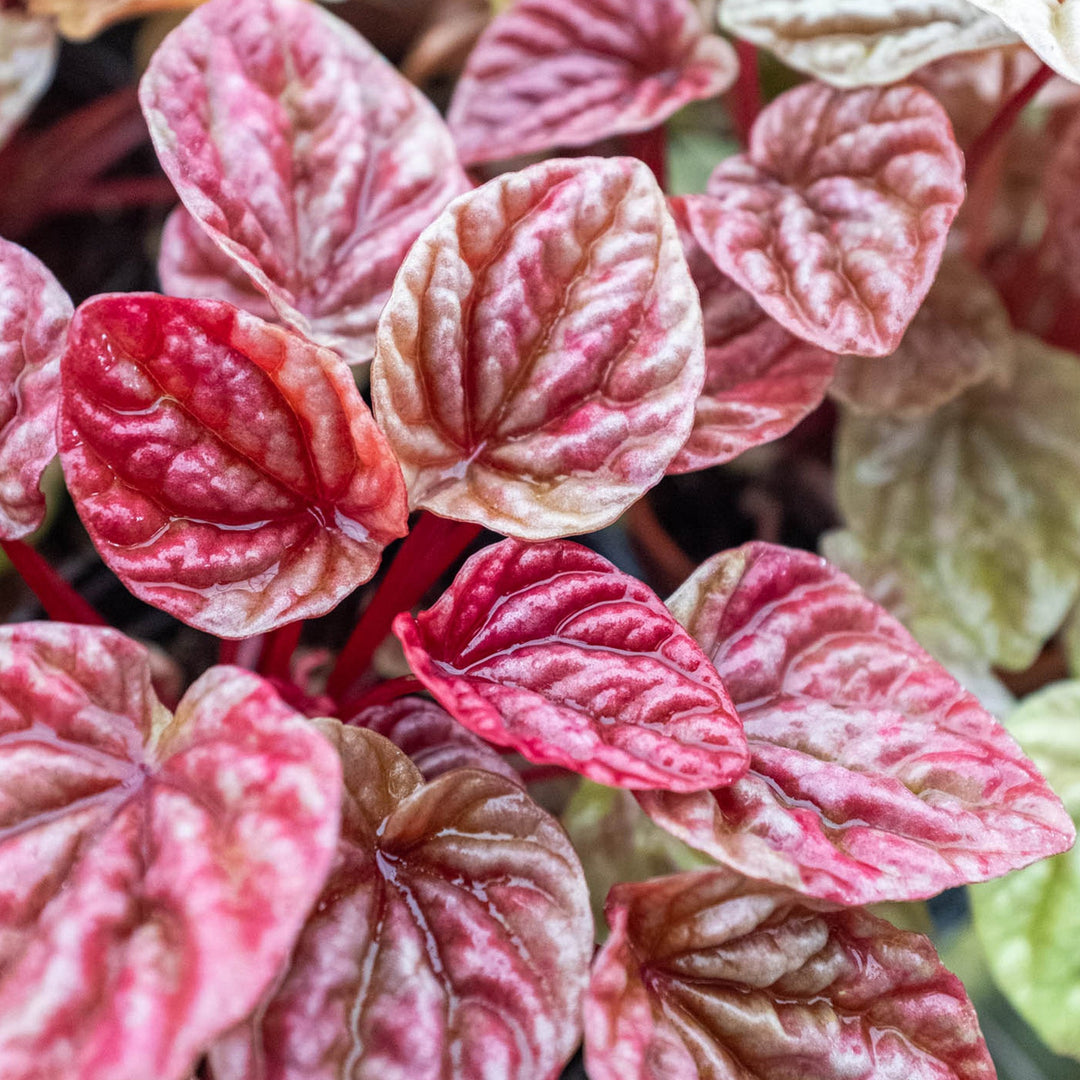 Peperomia &
