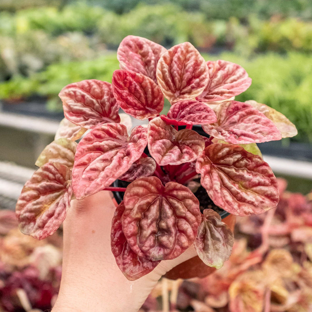 Peperomia &