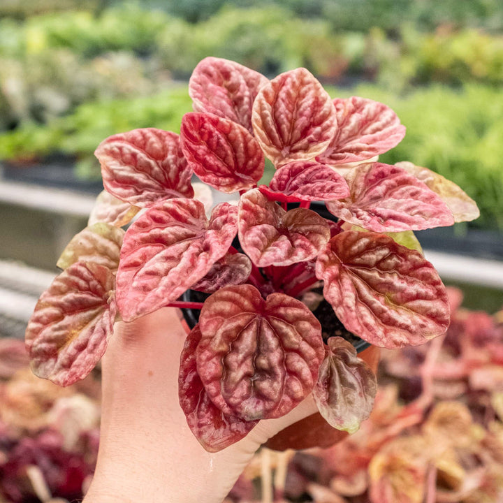 Peperomia &
