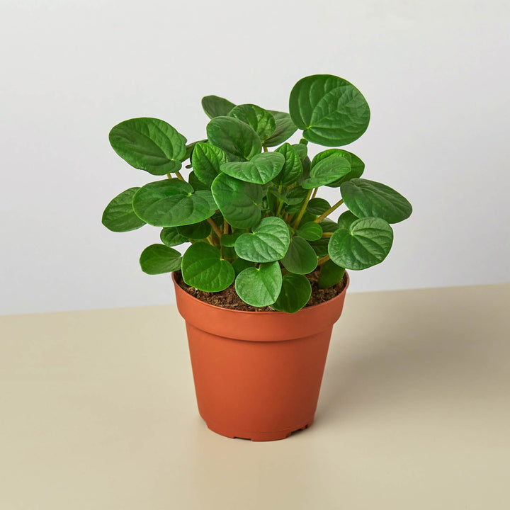 Peperomia &