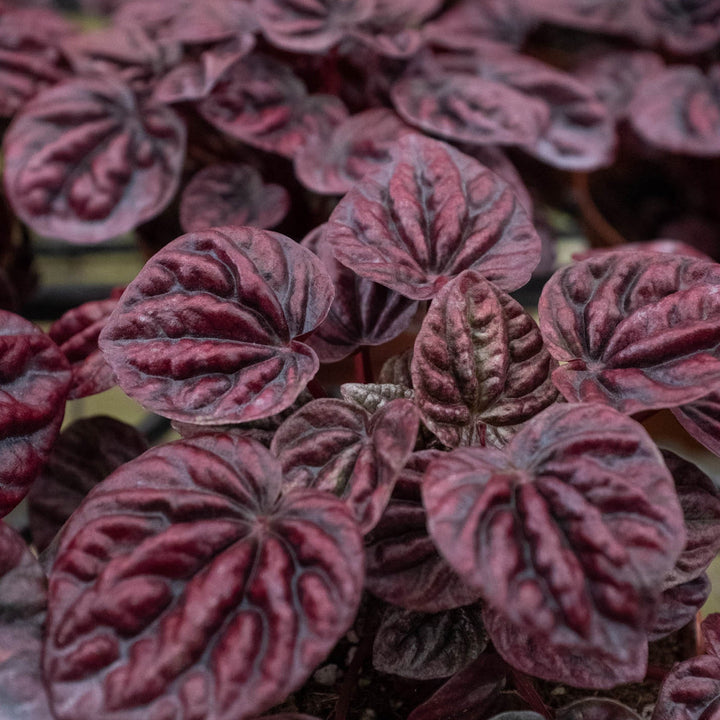 Peperomia &