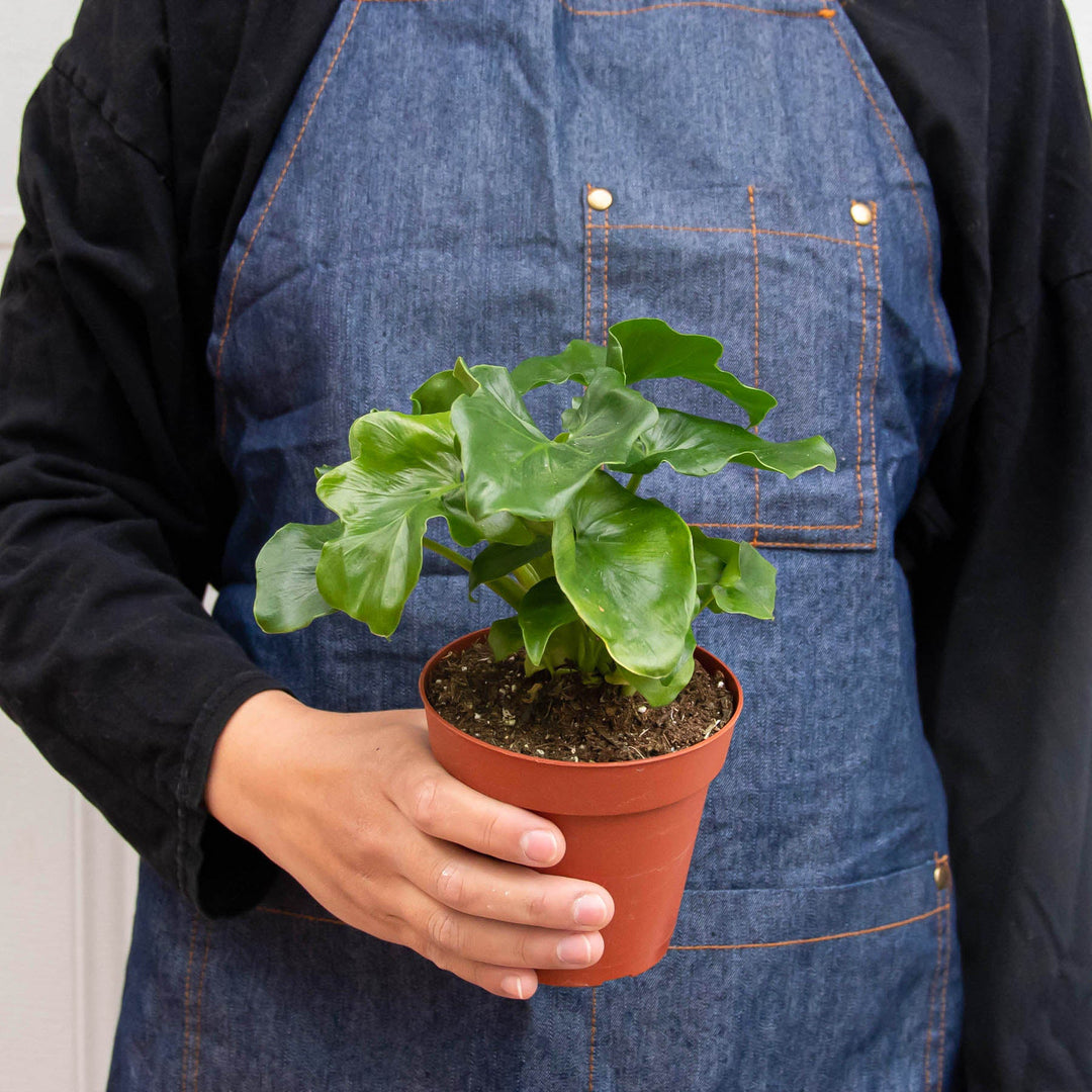 Philodendron &