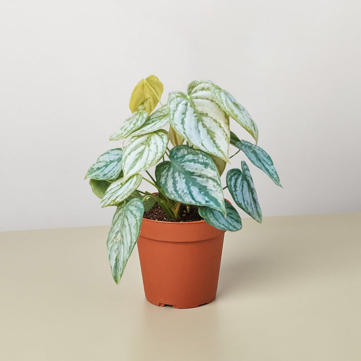 Philodendron &