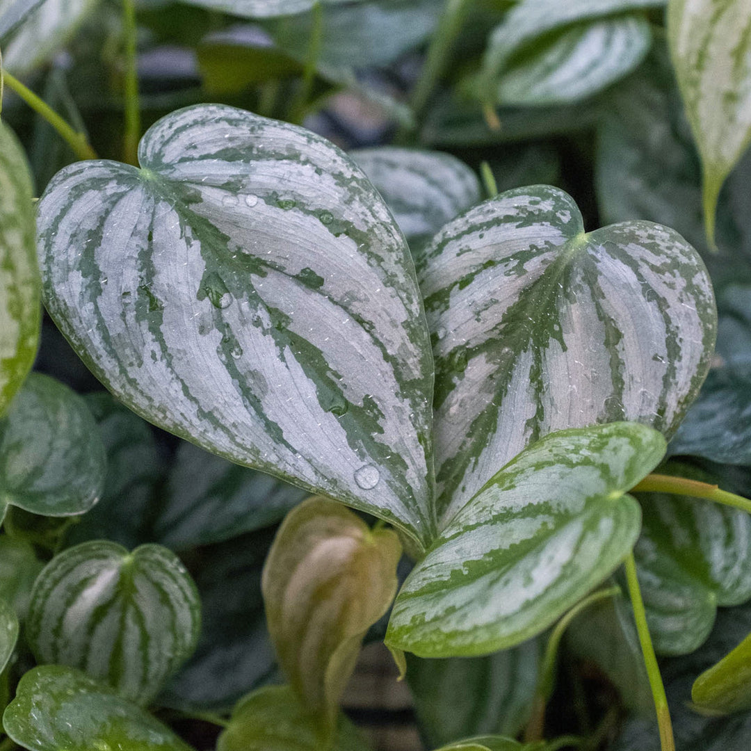 Philodendron &
