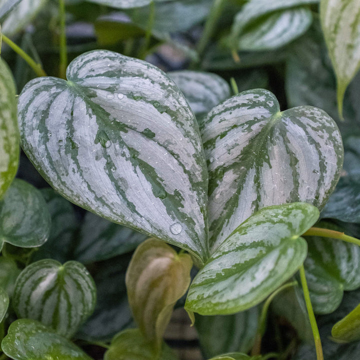 Philodendron &