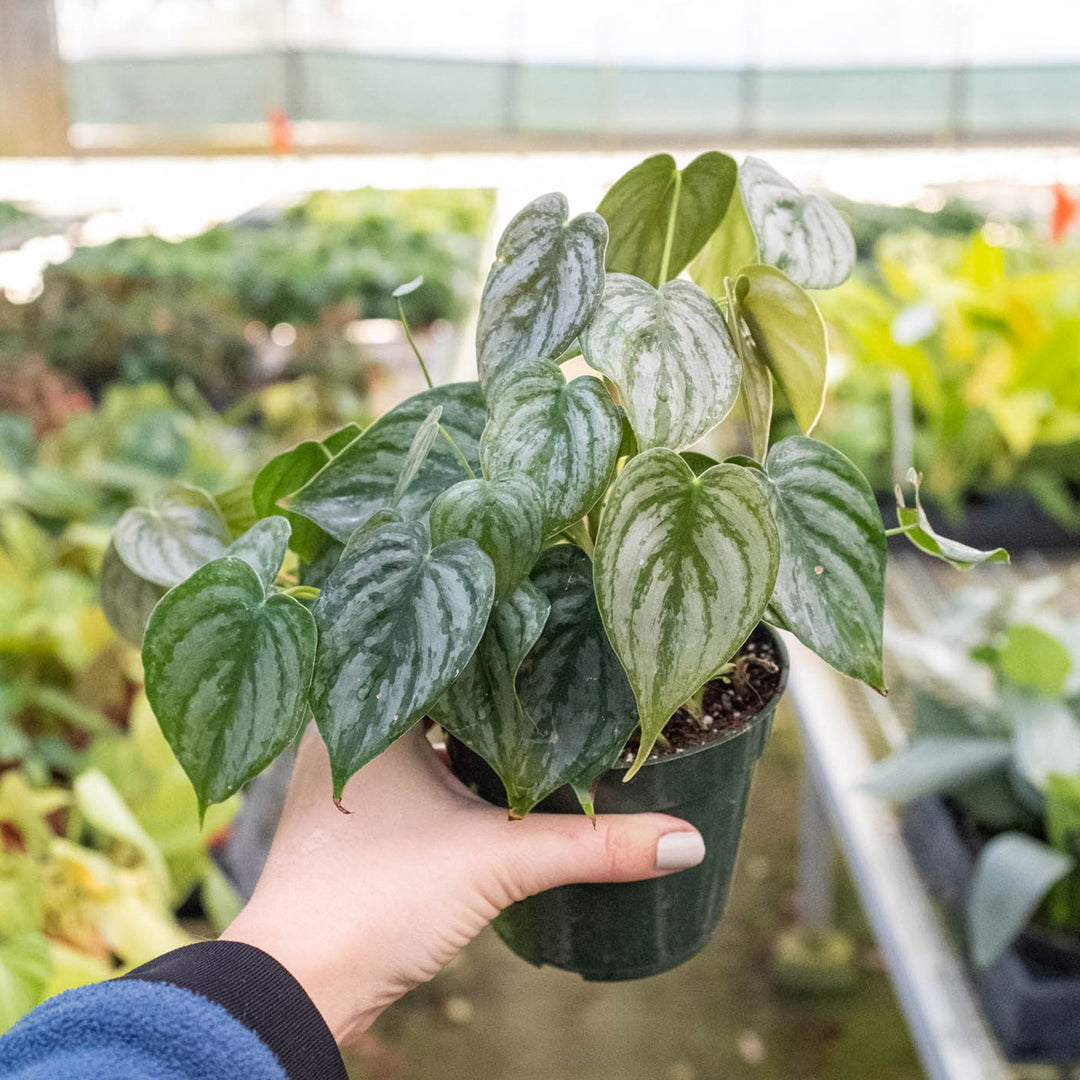 Philodendron &
