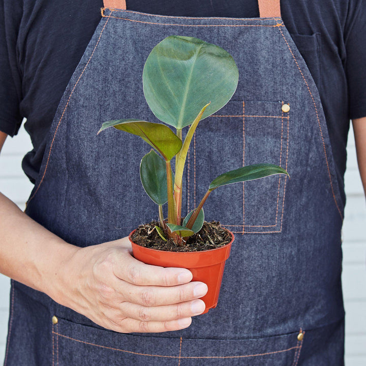 Philodendron &