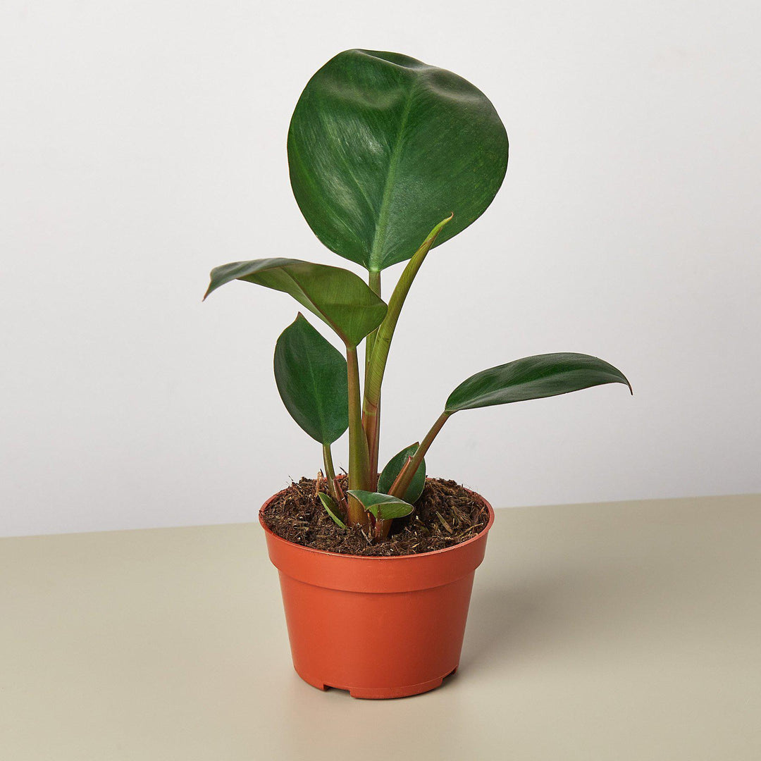 Philodendron &