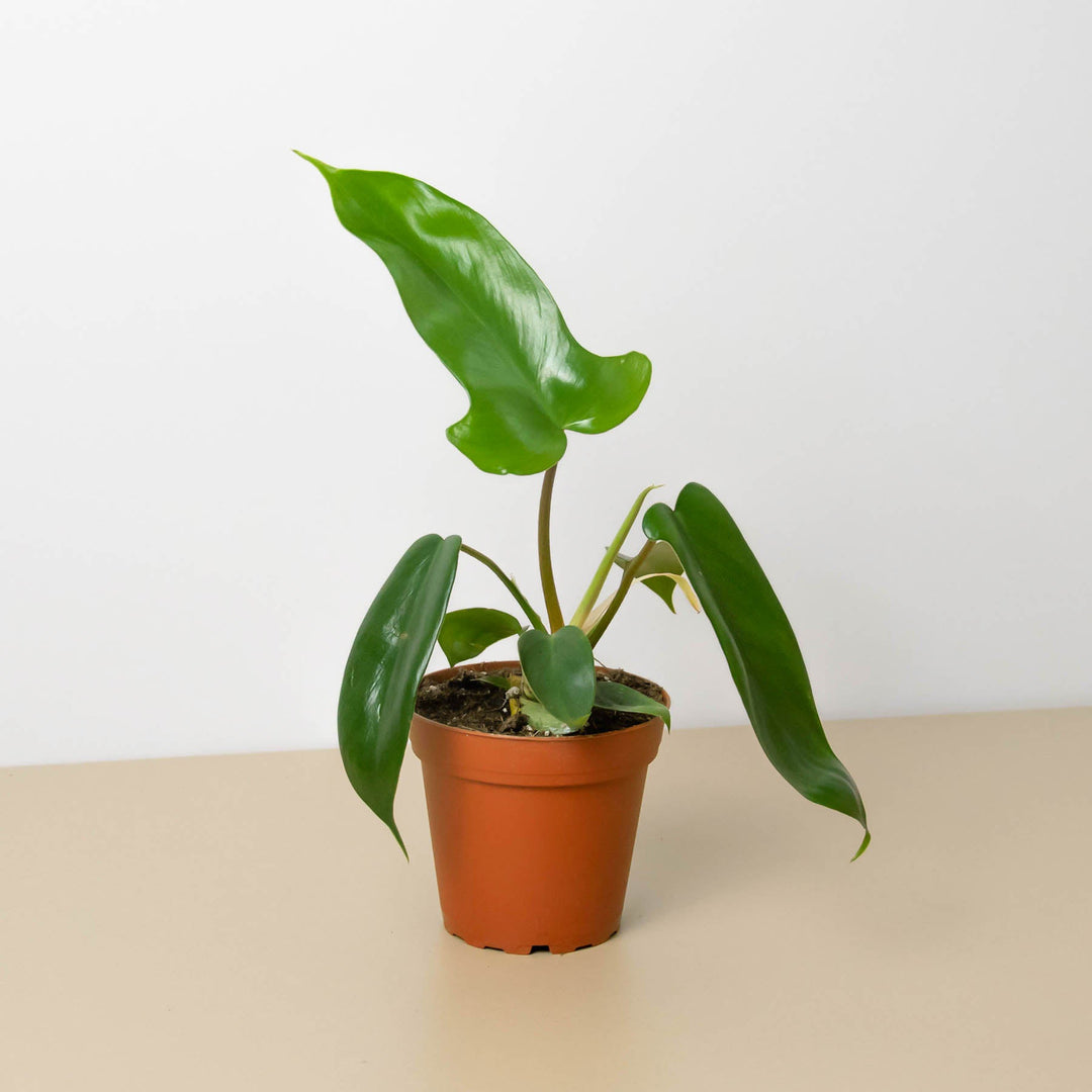 Philodendron &