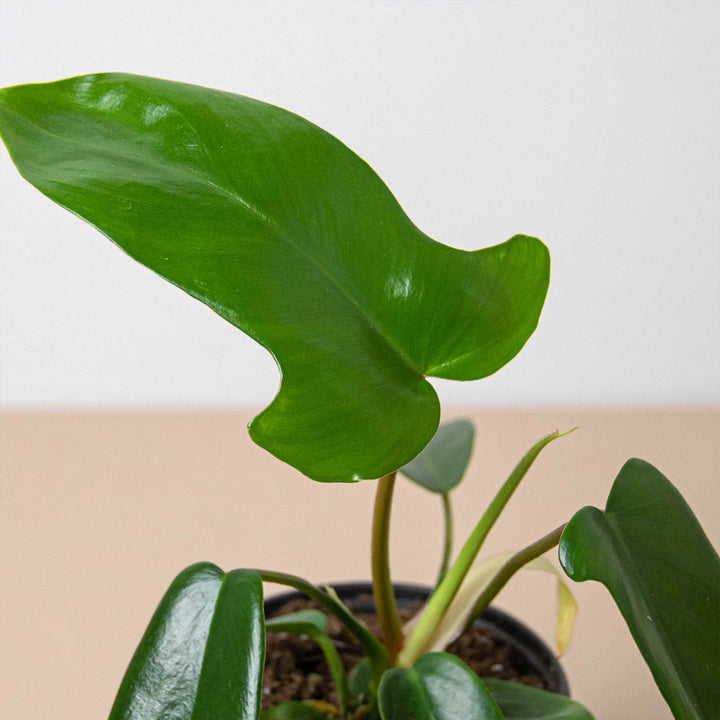 Philodendron &