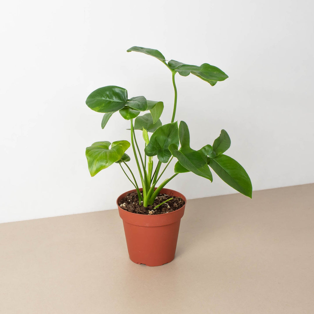 Philodendron &