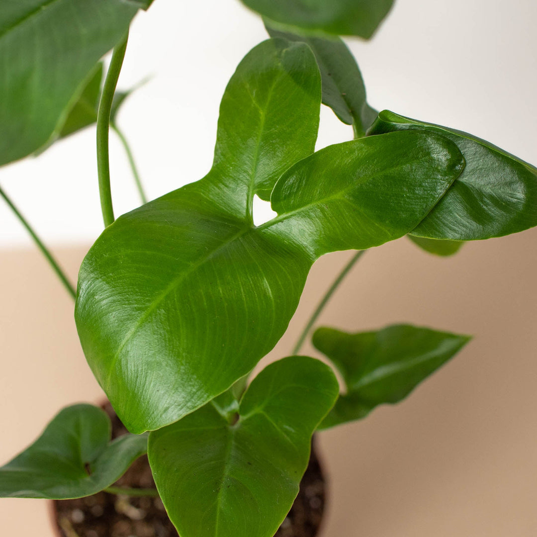 Philodendron &