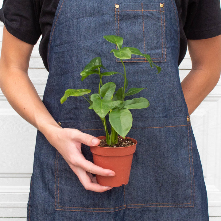 Philodendron &