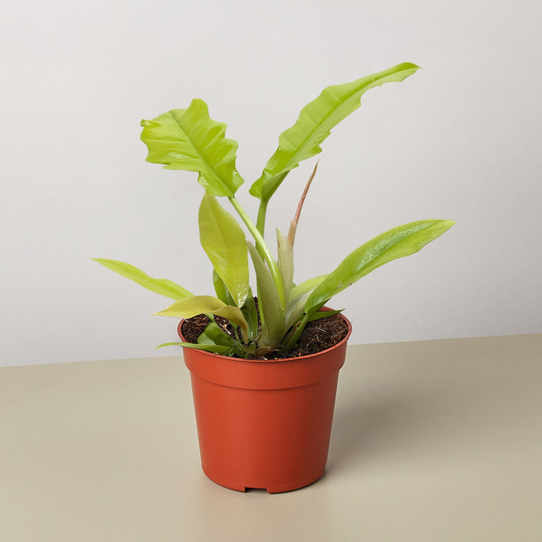 Philodendron &