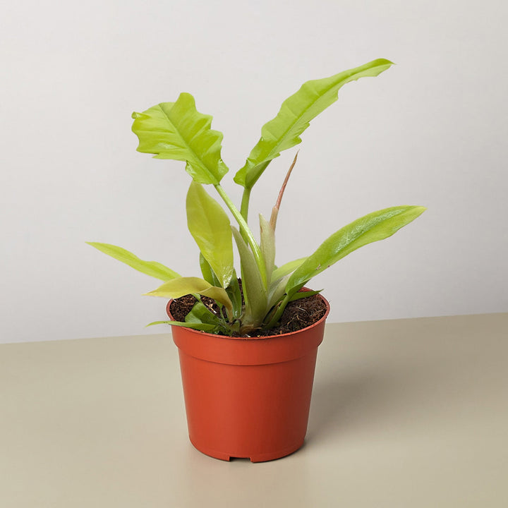 Philodendron &