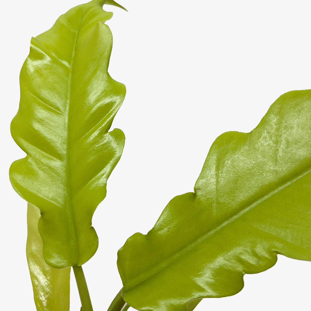 Philodendron &