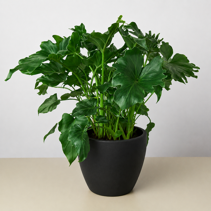Philodendron Little Hope