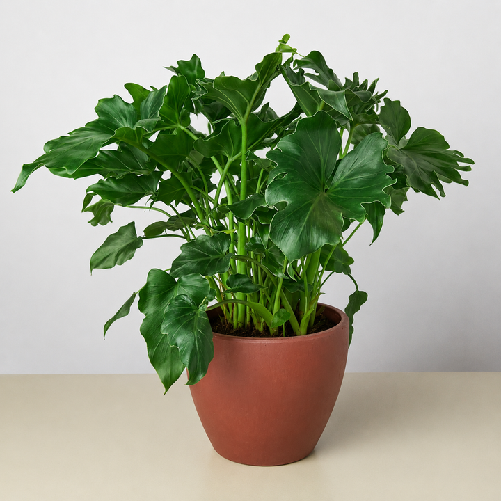 Philodendron Little Hope