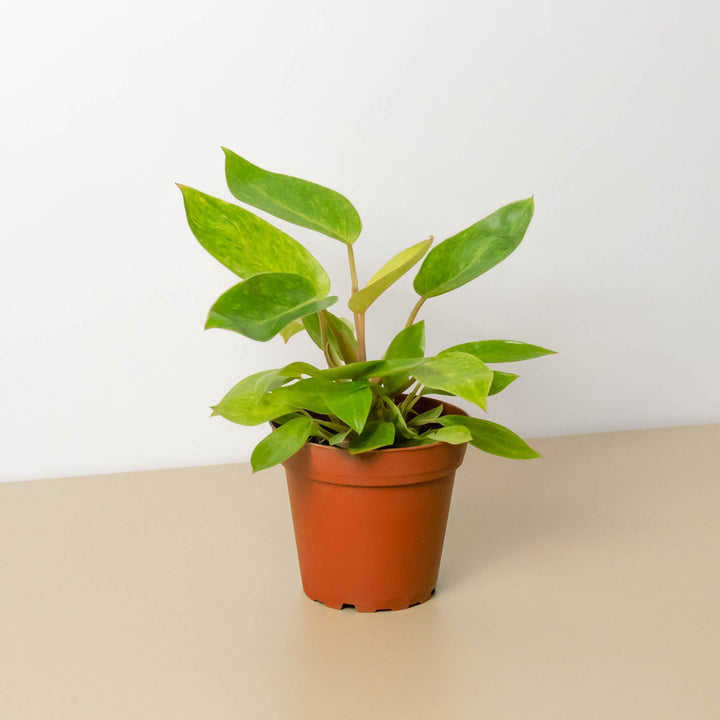 Philodendron &