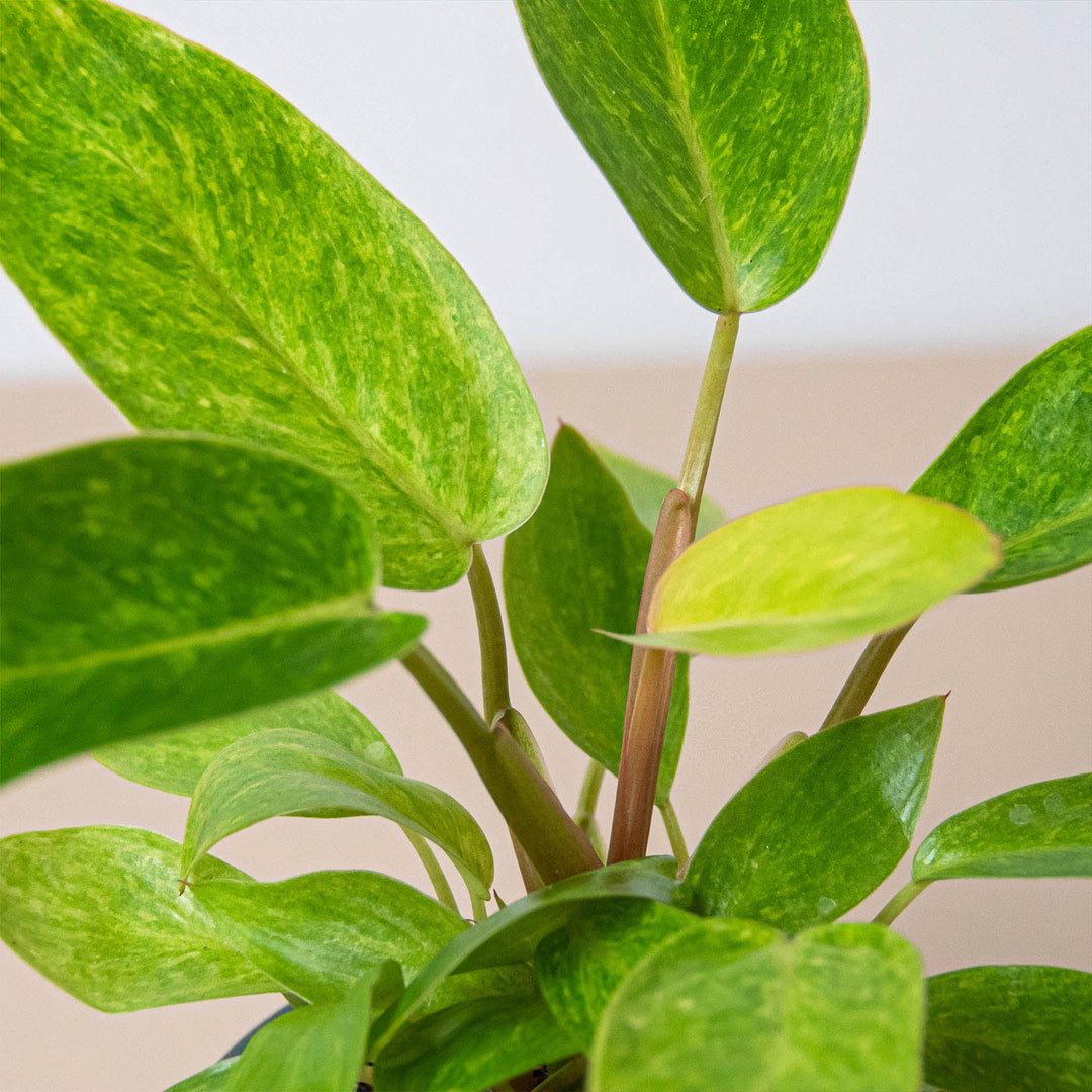 Philodendron &
