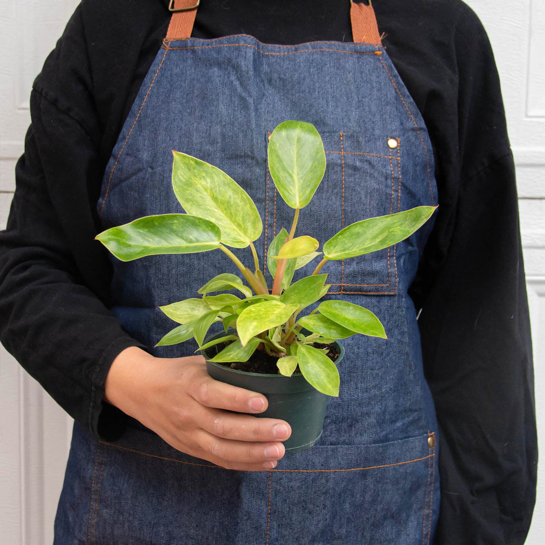 Philodendron &
