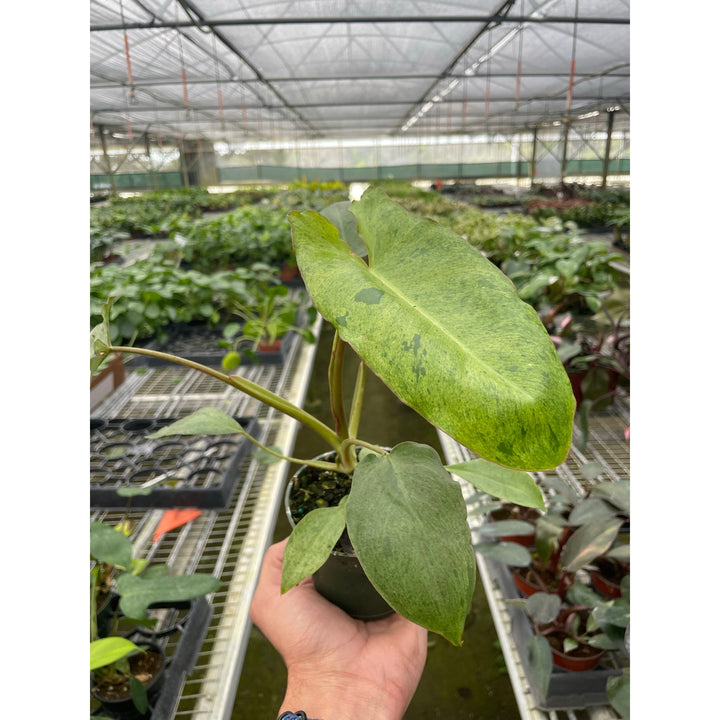 Philodendron &
