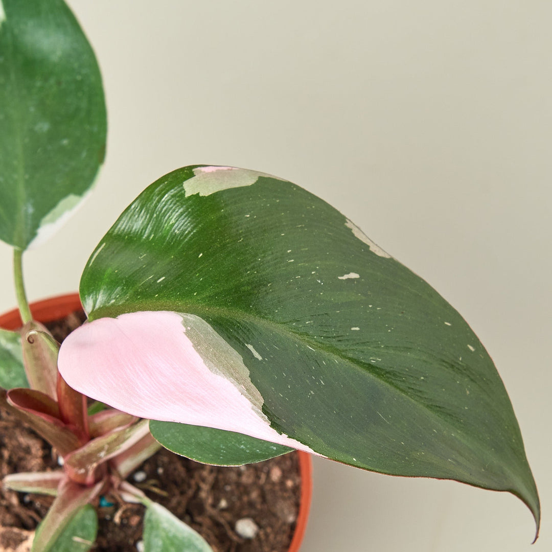 Philodendron &