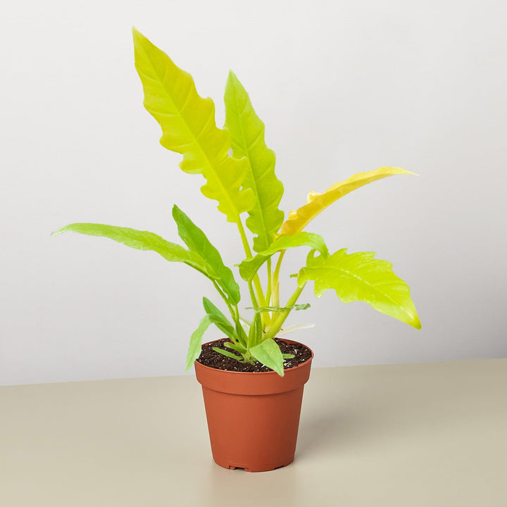 Philodendron &