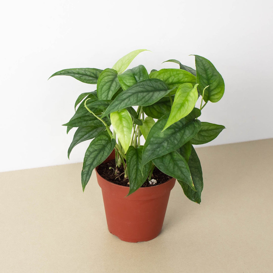 Monstera &