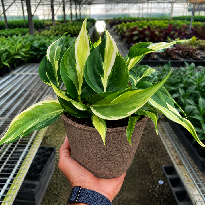 Philodendron &
