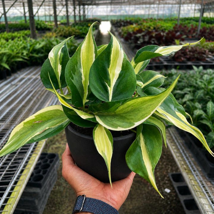 Philodendron &