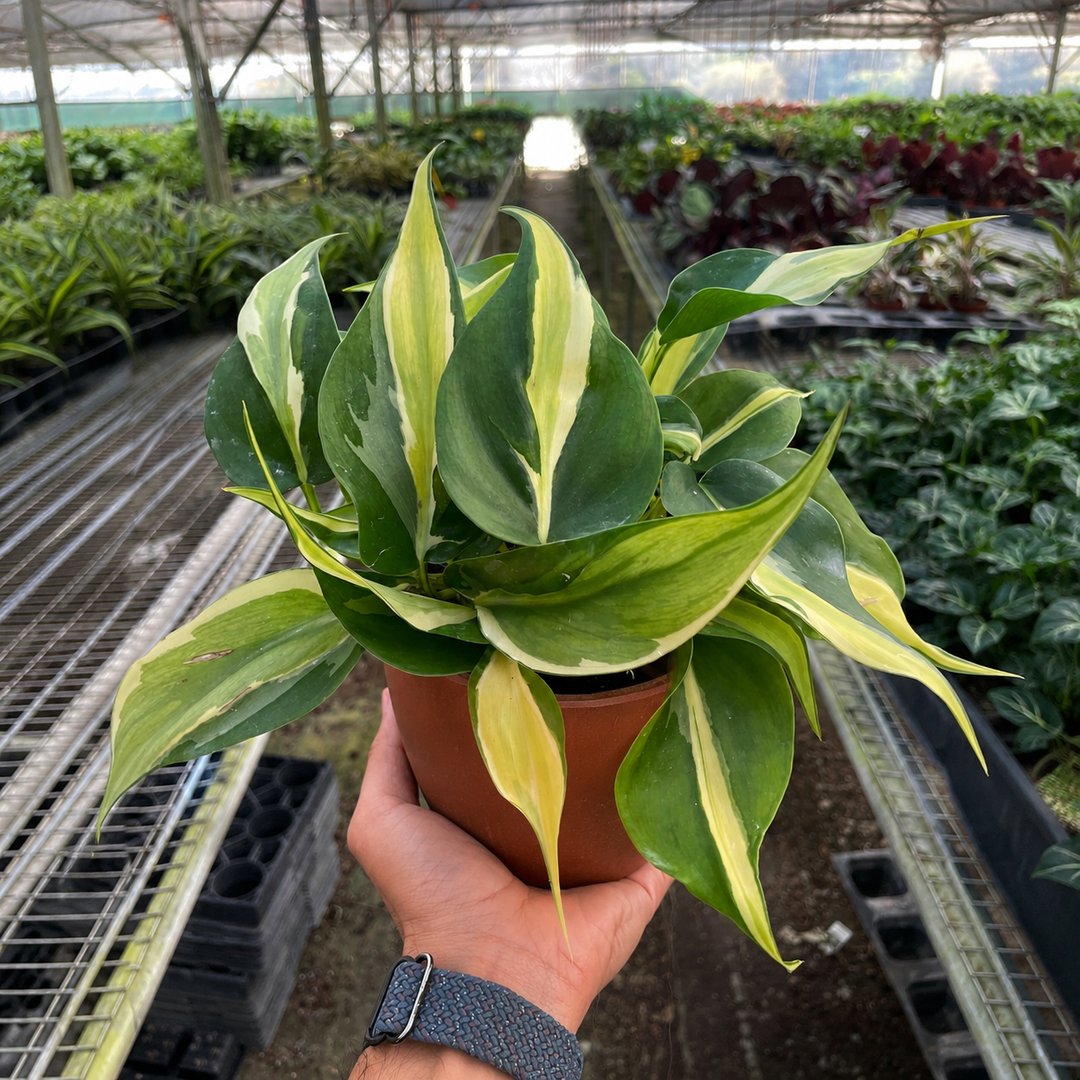 Philodendron &