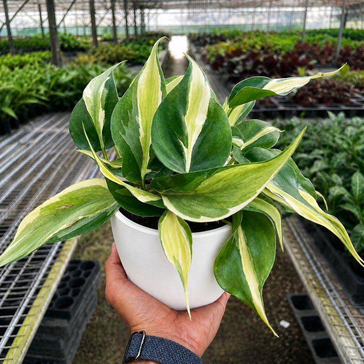 Philodendron &