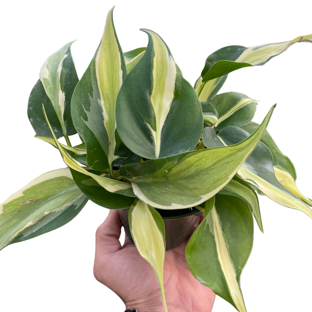 Philodendron &