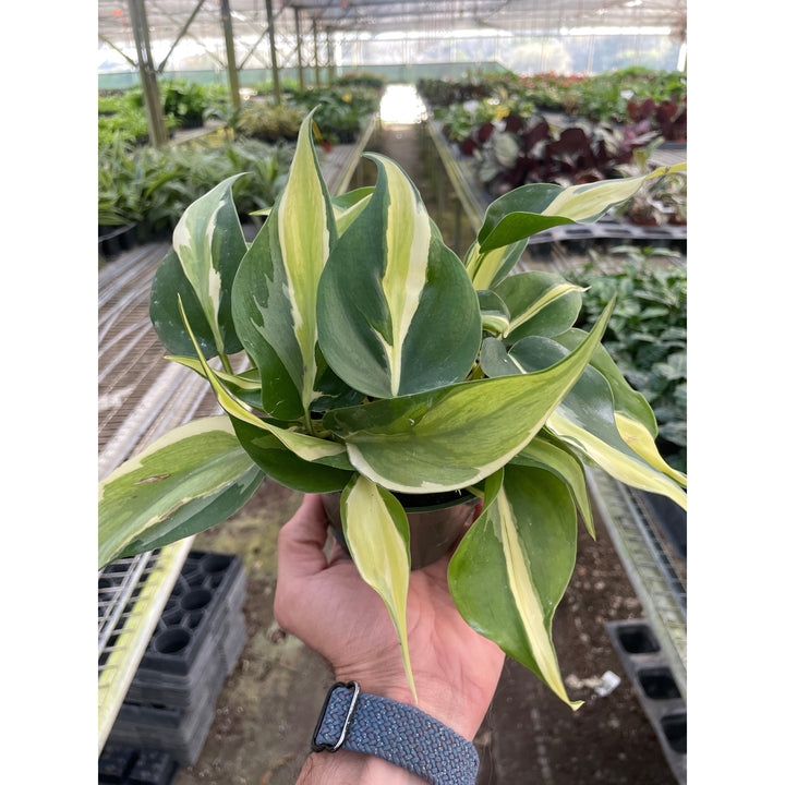 Philodendron &