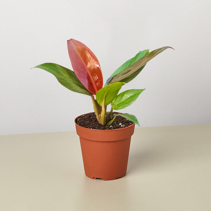 Philodendron &