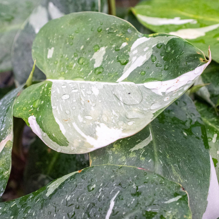 Philodendron &